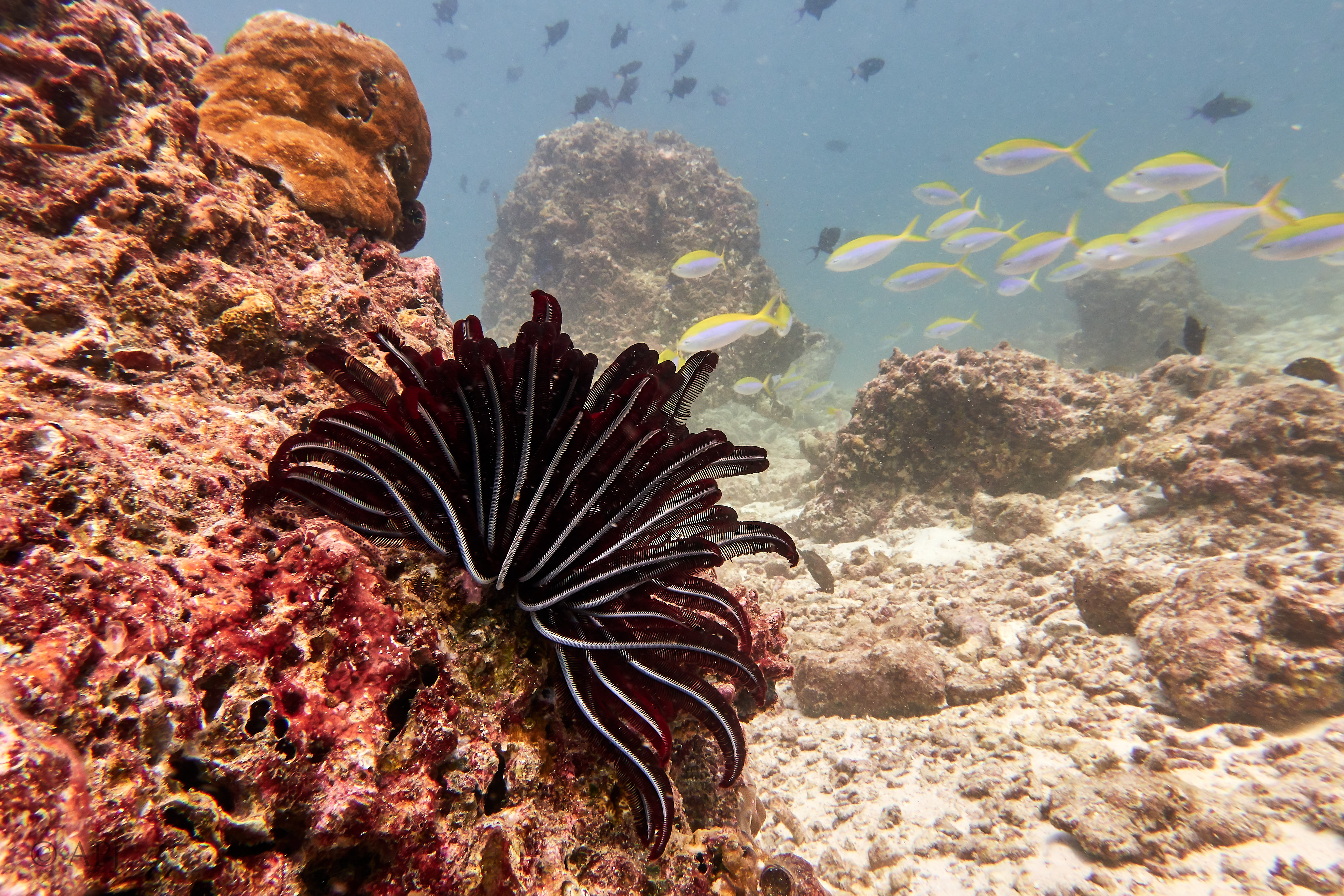 000831 15 08 17  Canon PowerShot G7 X Mark II   Malediven2017